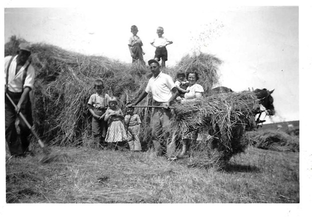 Dutch immigrant families to St. Andrews, the van den Heuvels and Daemens, are shown haying by hand together in 1953. 